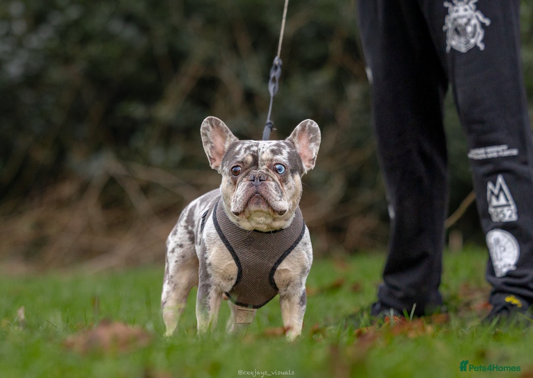 French Bulldog dogs for stud: 💎Blue & Tan 🤎 Merle French bulldog stud 🧬🔥 in Manchester - Image 34