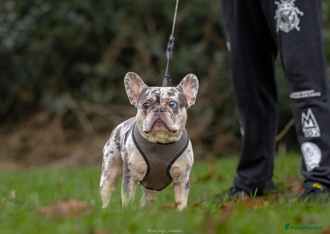 French Bulldog dogs for stud: 💎Blue & Tan 🤎 Merle French bulldog stud 🧬🔥 in Manchester - Advert 34