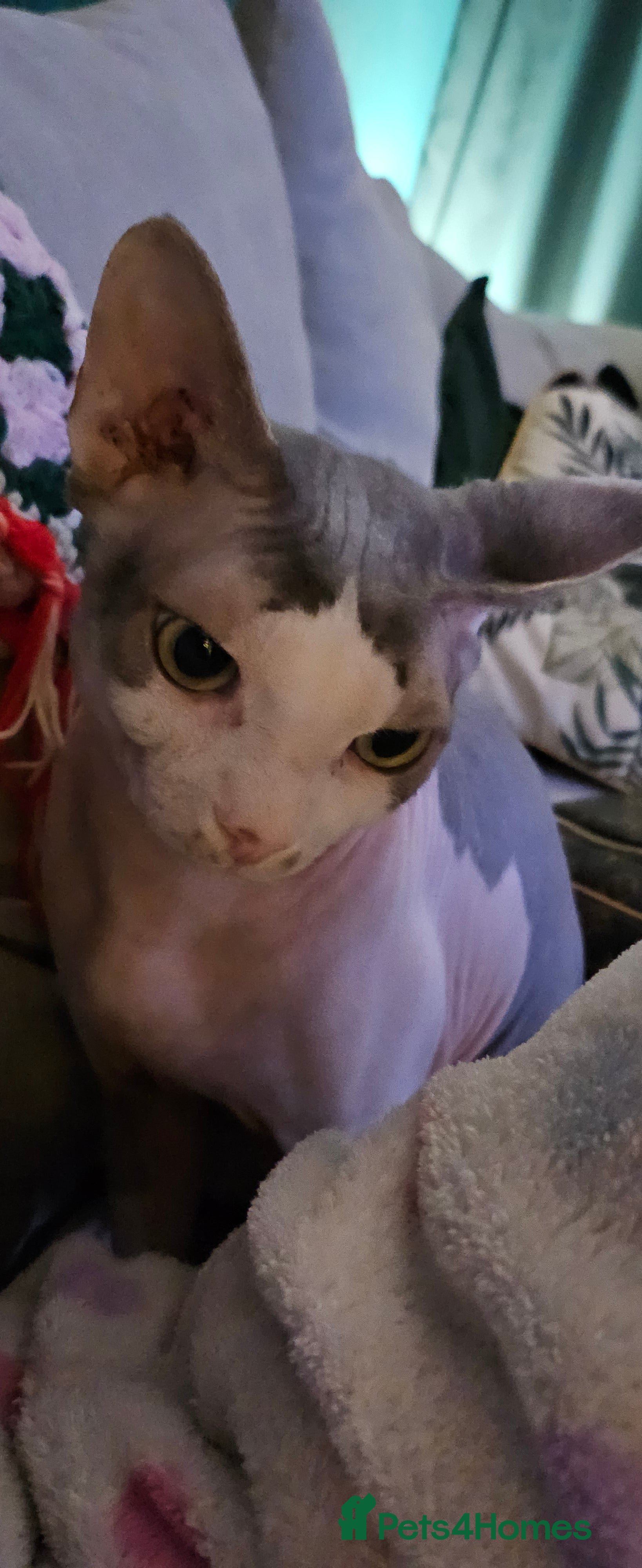 Sphynx cats Male neutered sphynx - Advert 1