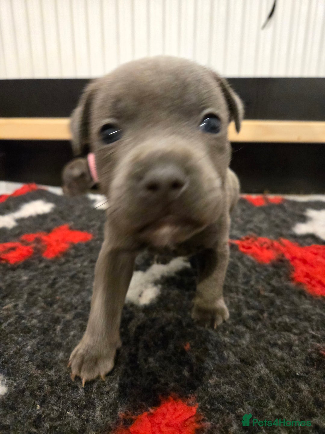 Staffordshire Bull Terrier dogs for sale: Blue Staffy Puppies 🐶 - Advert 7
