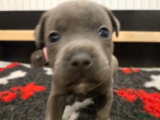 Staffordshire Bull Terrier dogs Blue Staffy Puppies 🐶 - Advert 12