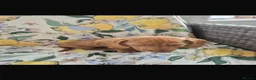 Miniature Dachshund dogs for sale: Dachshund  in Burton-on-Trent - Advert 5