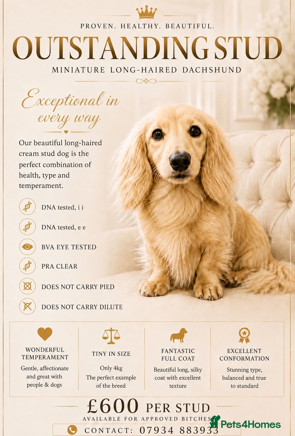Miniature Dachshund dogs PROVEN KC CREAM MINIATURE LONG DACHSHUND STUD - Advert 7