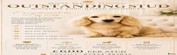 Miniature Dachshund dogs for stud: PROVEN KC CREAM MINIATURE LONG DACHSHUND STUD - Advert 1