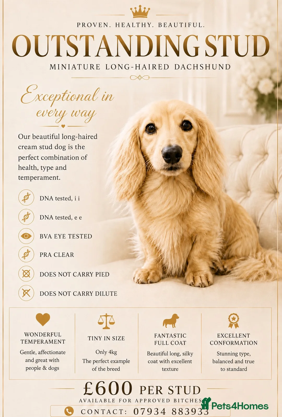 Miniature Dachshund dogs for stud: PROVEN KC CREAM MINIATURE LONG DACHSHUND STUD - Advert 1
