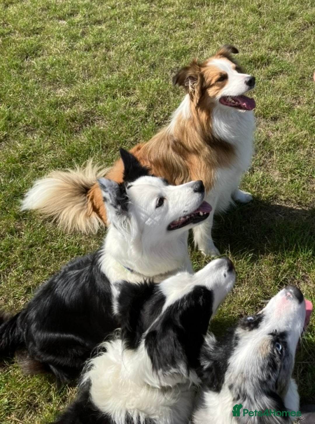 Border Collie dogs for sale: KC reg Border Collie Puppies - Advert 9