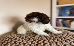 Mixed Breed dogs for sale: Australian Goldendoodles stunning BOYS ONLY   - Image 12