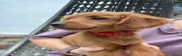 Goldendoodle dogs for sale: Golden Doodles (miniatures) - Advert 13