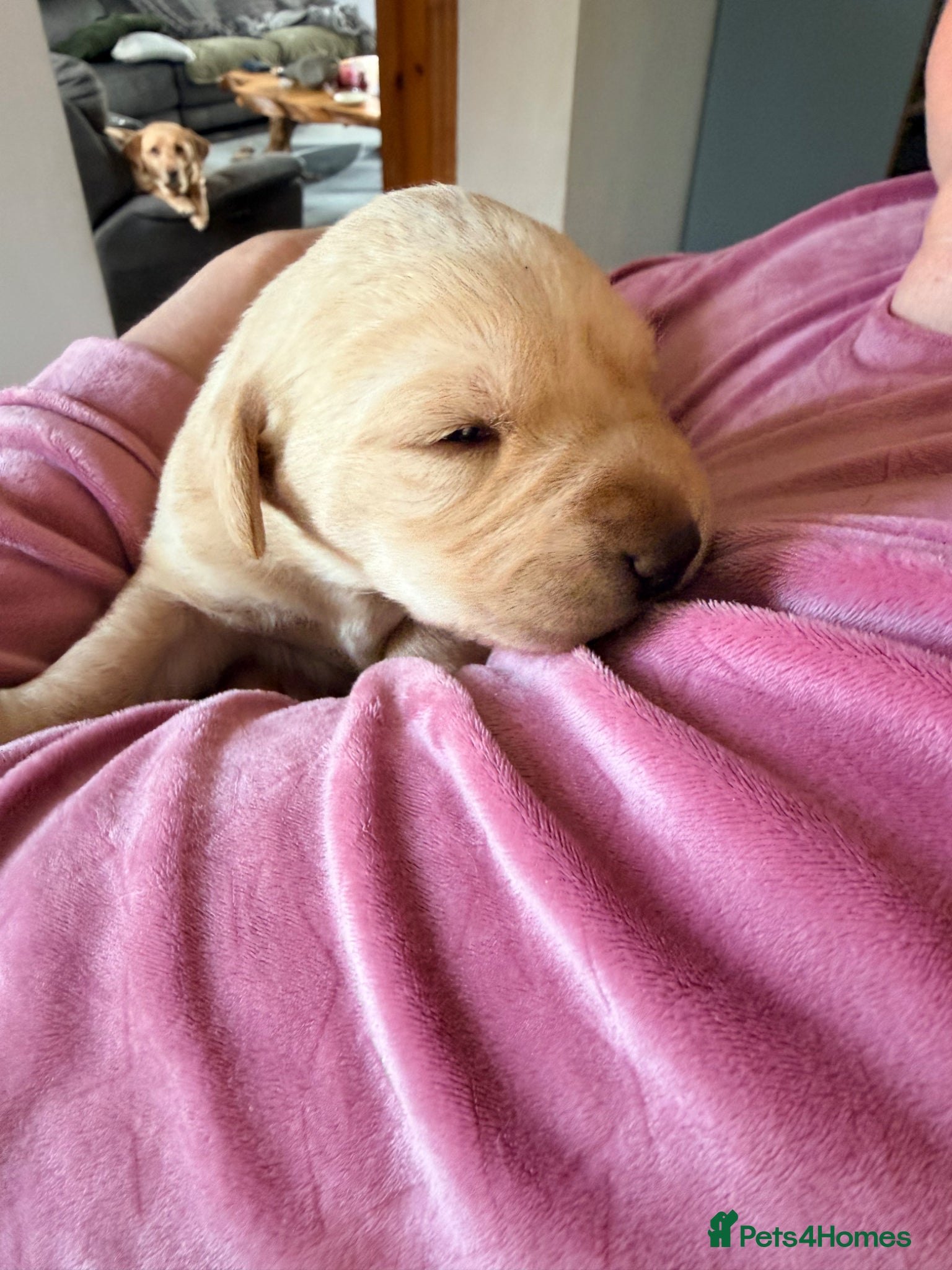 Labrador Retriever dogs Working Yellow Labrador Retriever Pups - Advert 3
