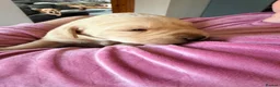 Labrador Retriever dogs for sale: Working Yellow Labrador Retriever Pups - Advert 2