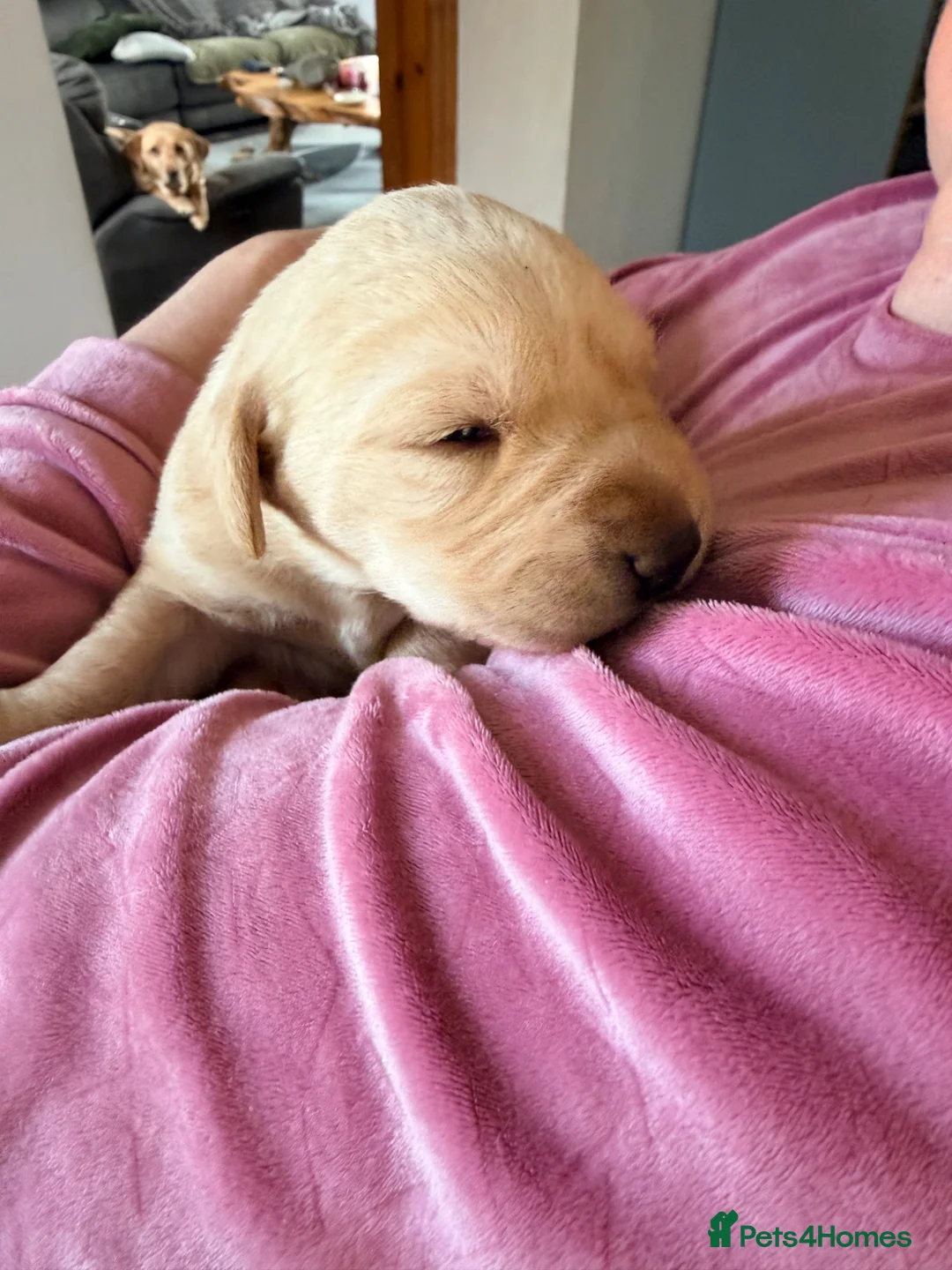 Labrador Retriever dogs for sale: Working Yellow Labrador Retriever Pups - Advert 2