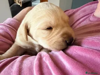 Labrador Retriever dogs Working Yellow Labrador Retriever Pups - Advert 3