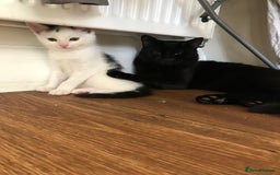 Khao Manee cats for sale: Male kitten  - Image 3