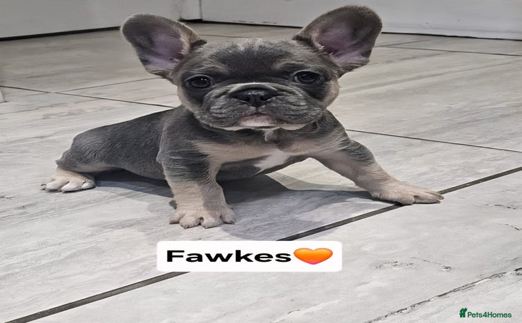 French Bulldog dogs - Advert 1