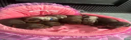 Miniature Dachshund dogs for sale: Miniature KC  dachshund puppies - Advert 14