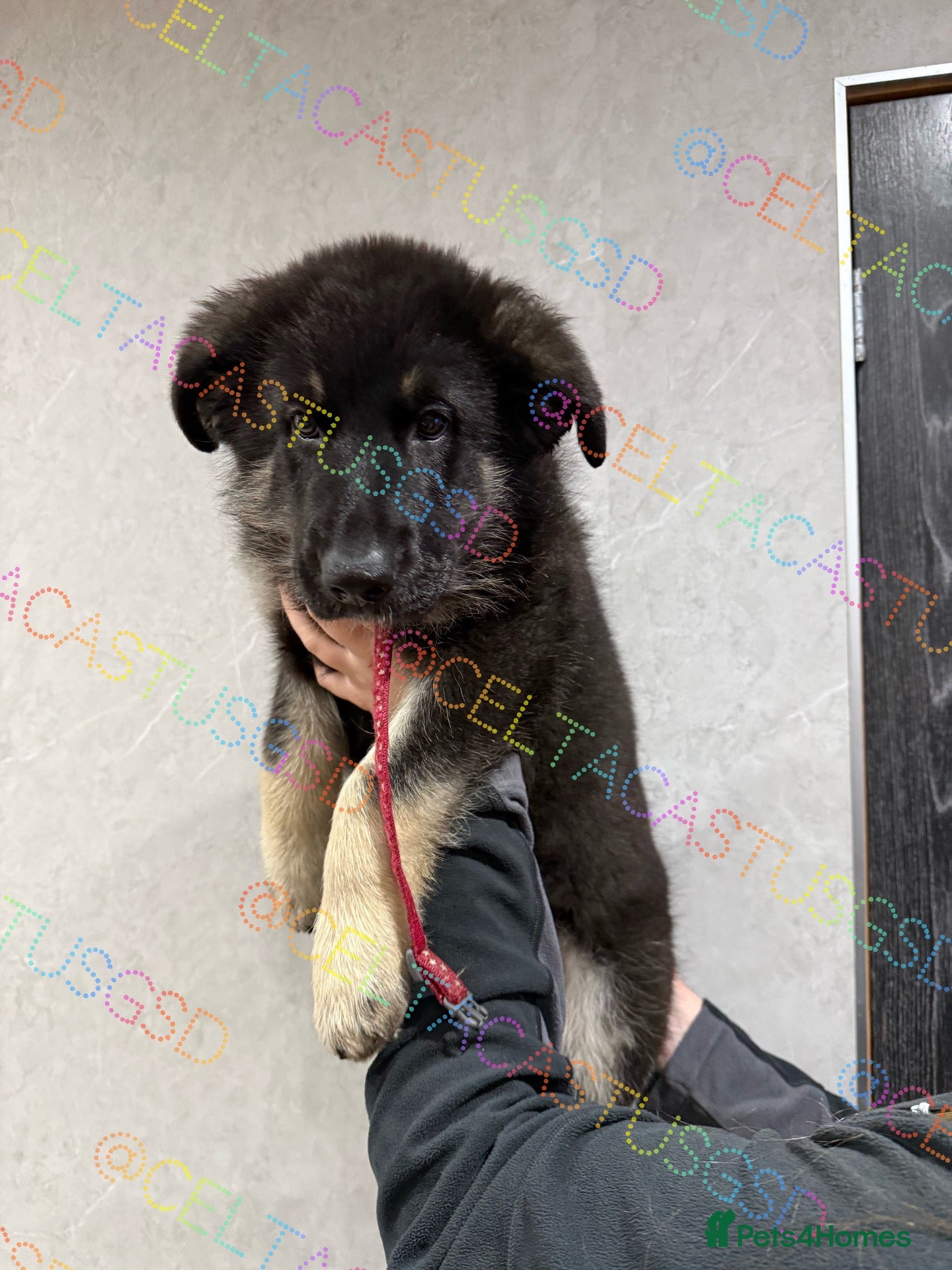 German Shepherd dogs Ready now reduced further  to sell Kcreg GSD pups - Advert 1