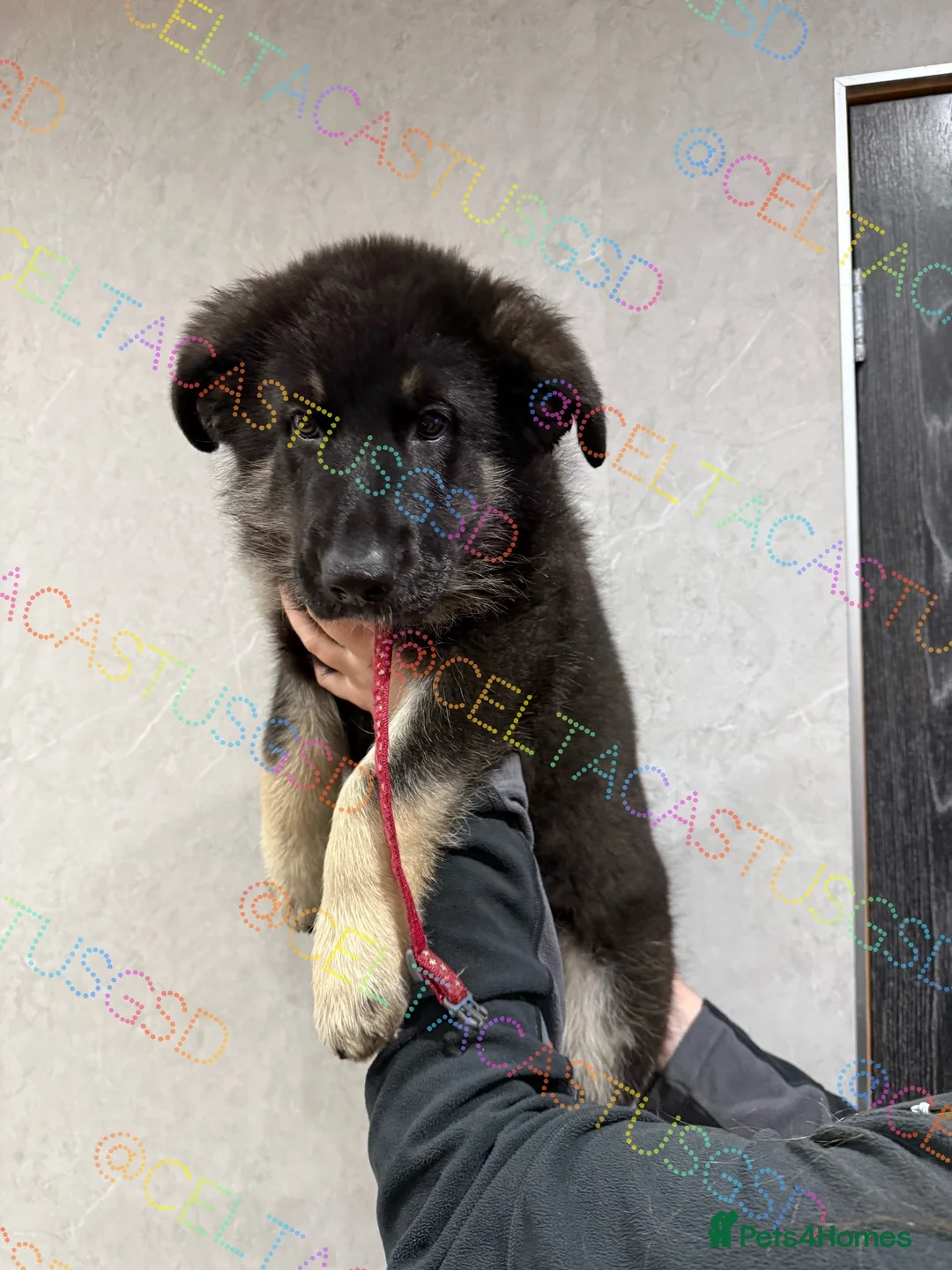 German Shepherd dogs for sale: Ready now reduced further  to sell Kcreg GSD pups - Advert 1
