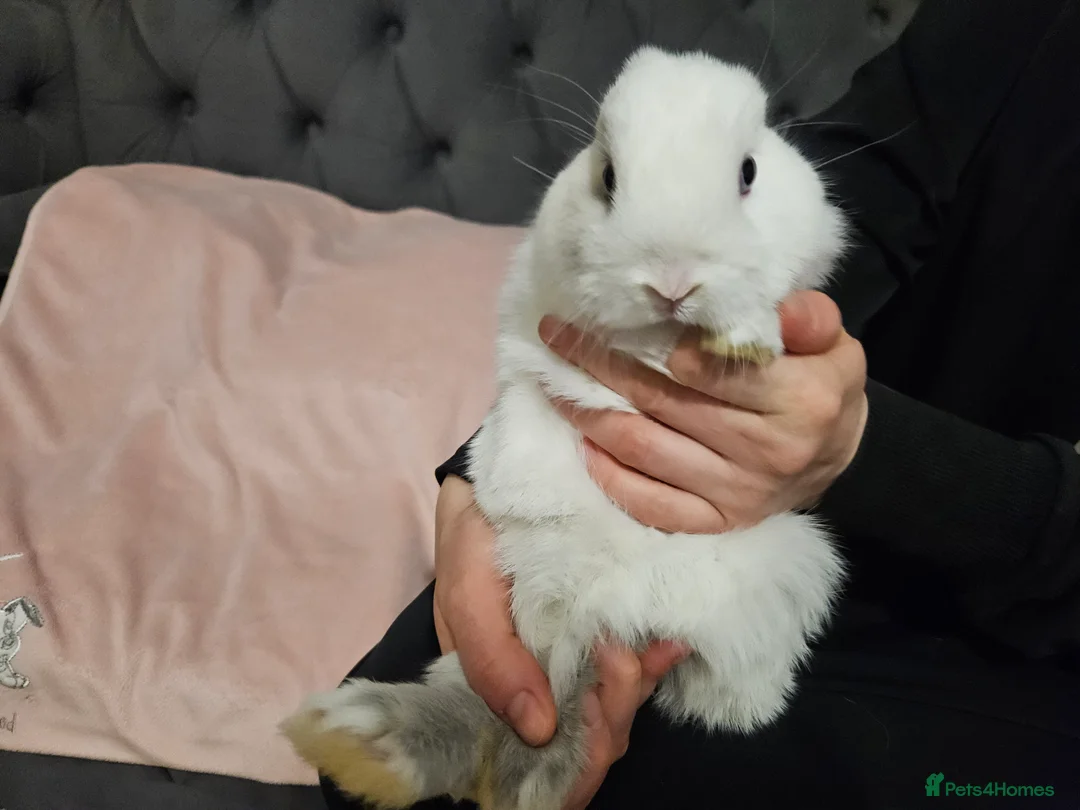 Mixed Breed rabbits for sale: Northandwaf  - Advert 17