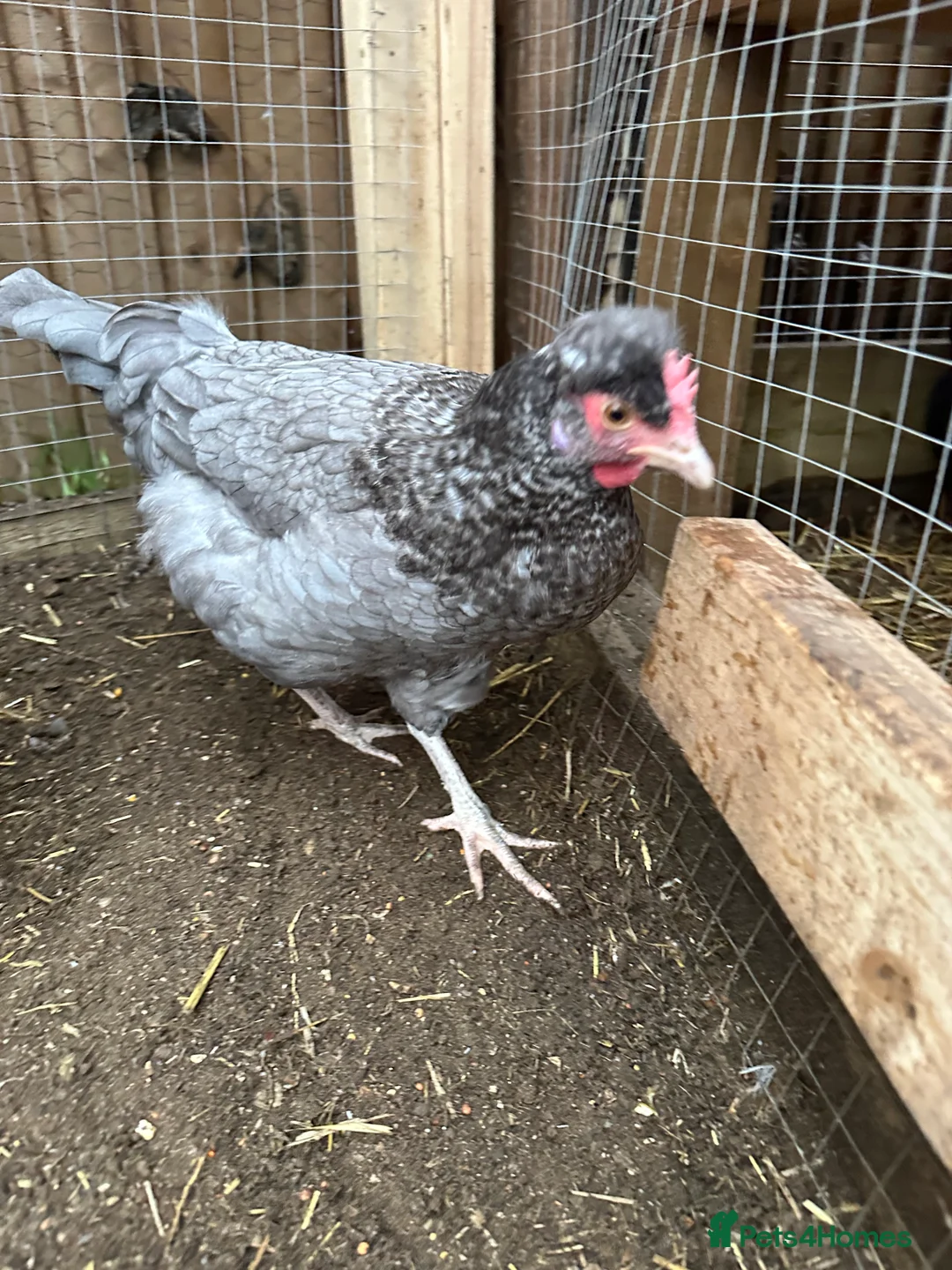 Chickens poultry for sale: Brahma ,silkie ,easter egger,pure and mixed breed - Advert 8