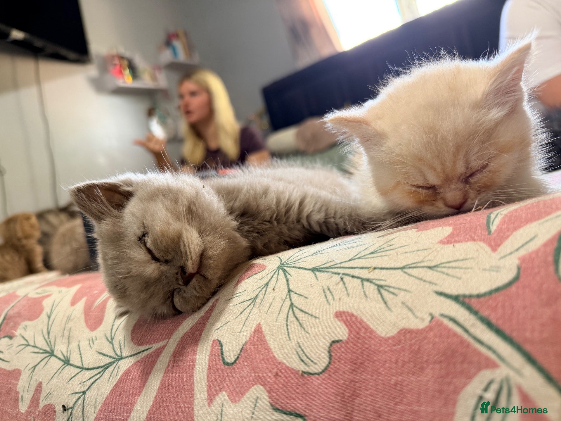 Mixed Breed cats 5 beautiful kittens READY NOW Scottish fold x BSH  - Advert 2