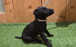 Patterdale Terrier dogs for sale: Patterdale terrier pups - Image 3