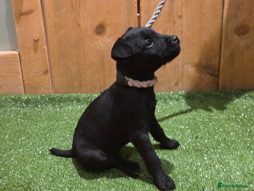 Patterdale Terrier dogs for sale: Patterdale terrier pups - Image 3