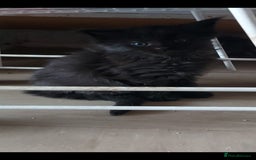 Maine Coon cats for sale: Maine coon kittens ready now - Image 2