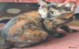 Mixed Breed cats for sale: 2 little baby's ready for their forever homes - Advert 2