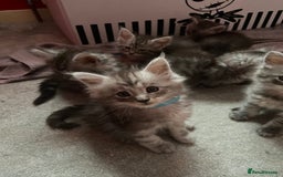 Maine Coon cats for sale: Ready Now Maine Coon kittens - Image 33