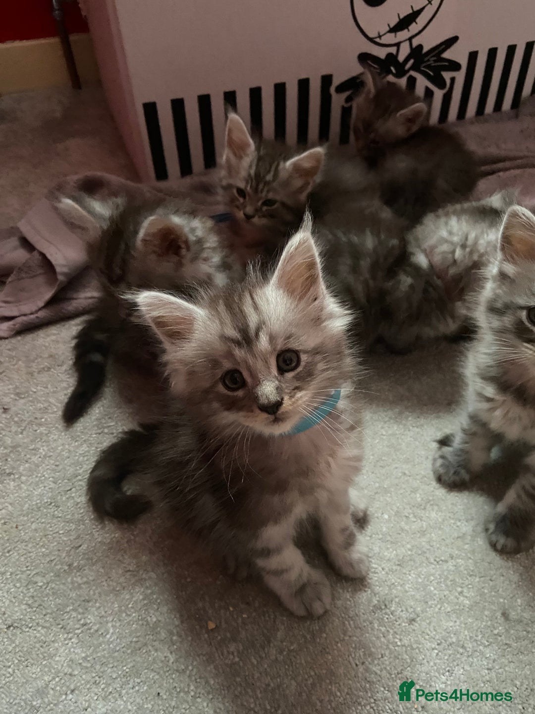 Maine Coon cats for sale: Ready Now Maine Coon kittens - Image 33