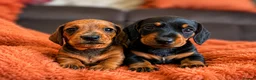 Miniature Dachshund dogs for sale: One shaded red girl KC Registered Mini Dachshunds - Advert 2
