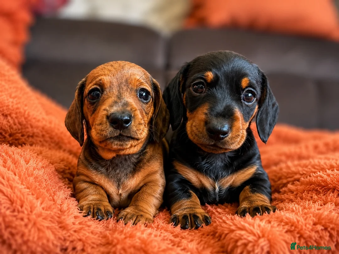 Miniature Dachshund dogs for sale: One shaded red girl KC Registered Mini Dachshunds - Advert 2