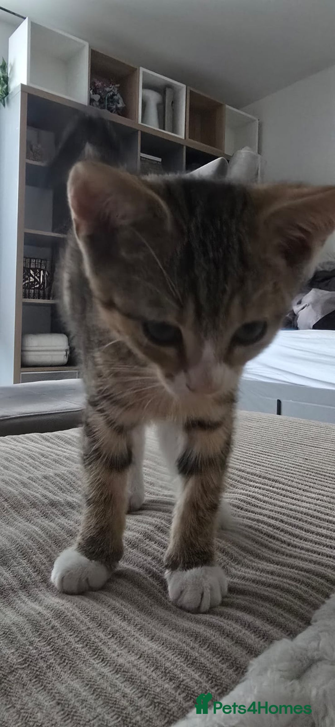 Mixed Breed cats for sale: 10 wk Female, Mix-Bengal Kitten - Image 4