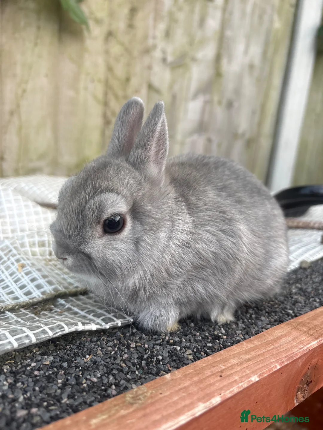 Netherland Dwarf rabbits for sale: Netherland dwarf squirrel Buck  - Advert 7