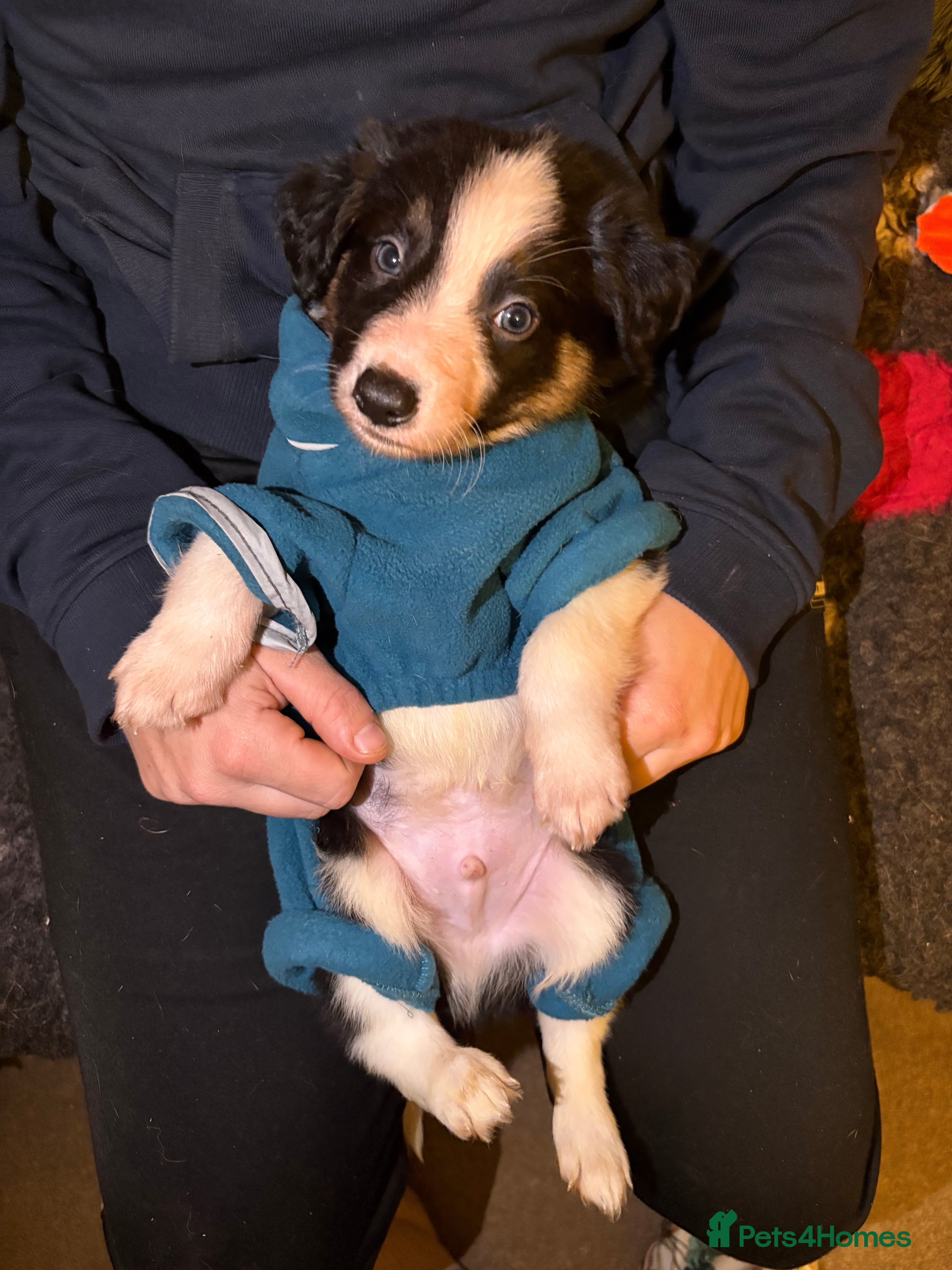 Border Collie dogs Stunning health checked border collies  - Advert 3