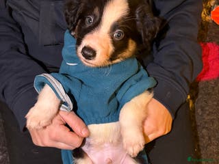 Border Collie dogs Stunning health checked border collies - Advert 3