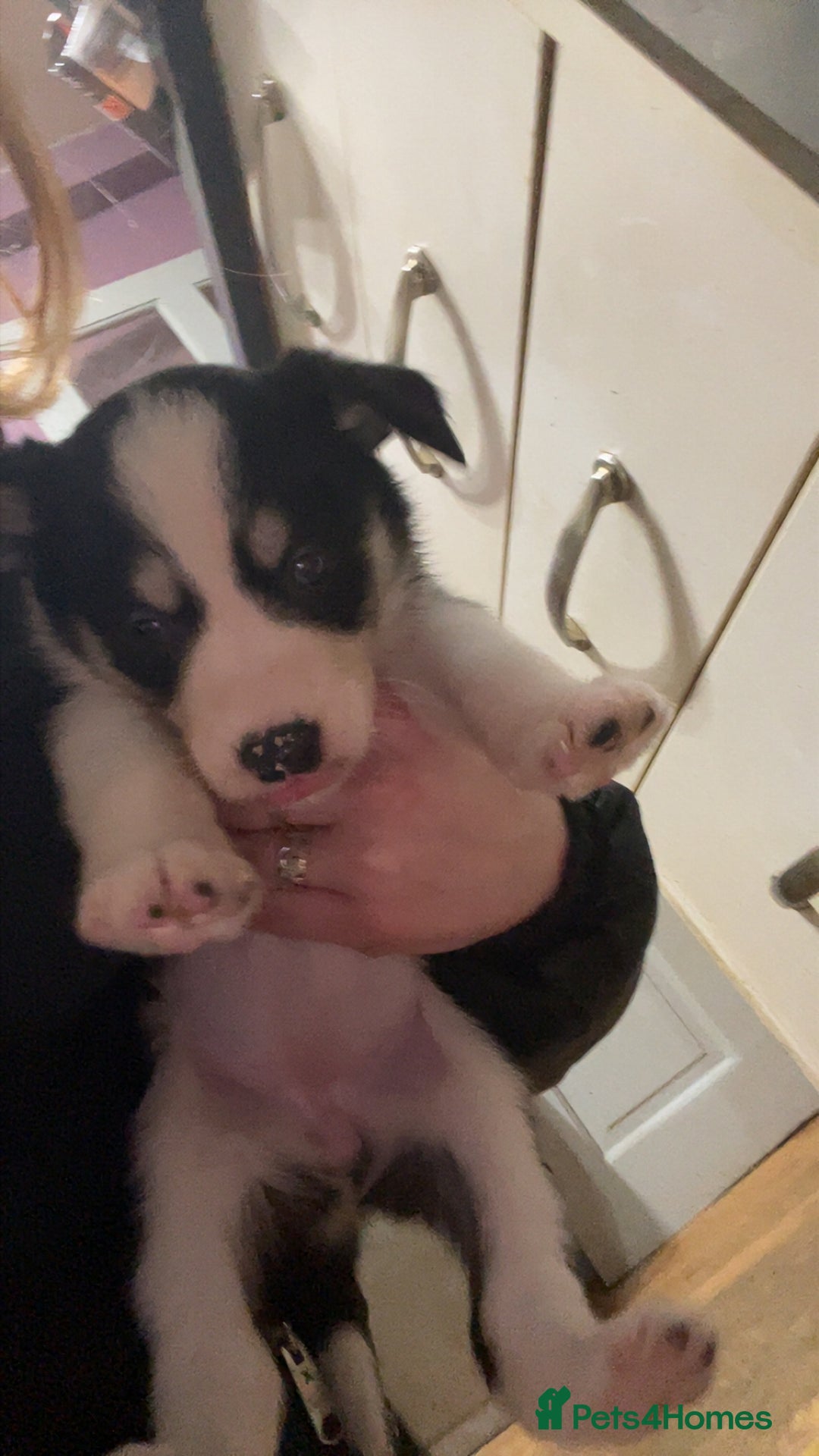 Mixed Breed dogs for sale: Puppies(husky dad-border collie mum) - Advert 2