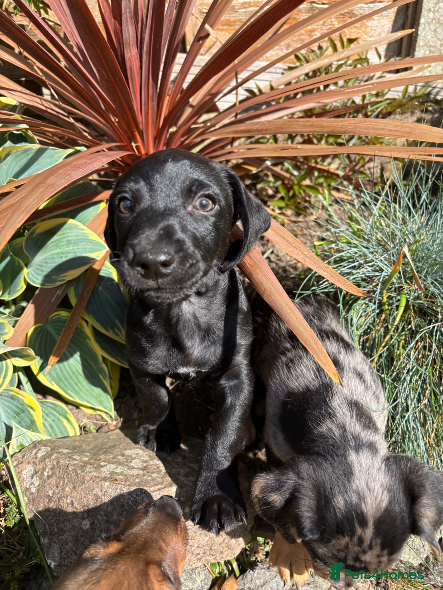 Mixed Breed dogs  Ready Now 🥰 One handsome boy available 😍 - Advert 18