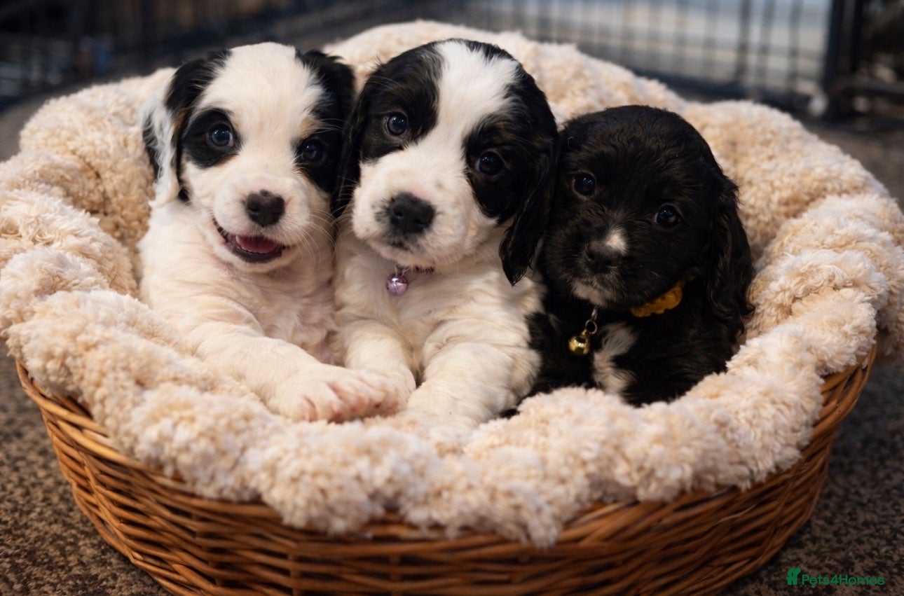 Cocker Spaniel dogs Last three puppy’s **ready to leave  - Advert 14