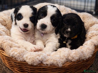 Cocker Spaniel dogs Last three puppy’s **ready to leave - Advert 14