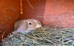 Mini Lop rabbits for sale: Friendly pure mini lops - Image 12