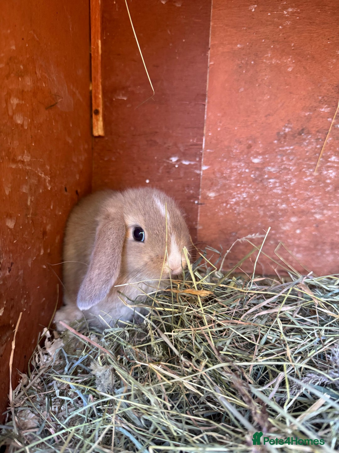 Mini Lop rabbits for sale: Friendly pure mini lops - Image 12