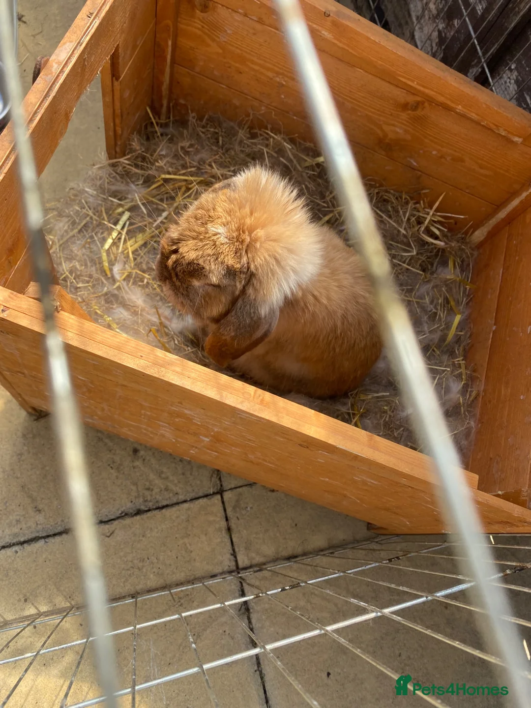 Mixed Breed rabbits for sale: Rabbits  - Advert 1