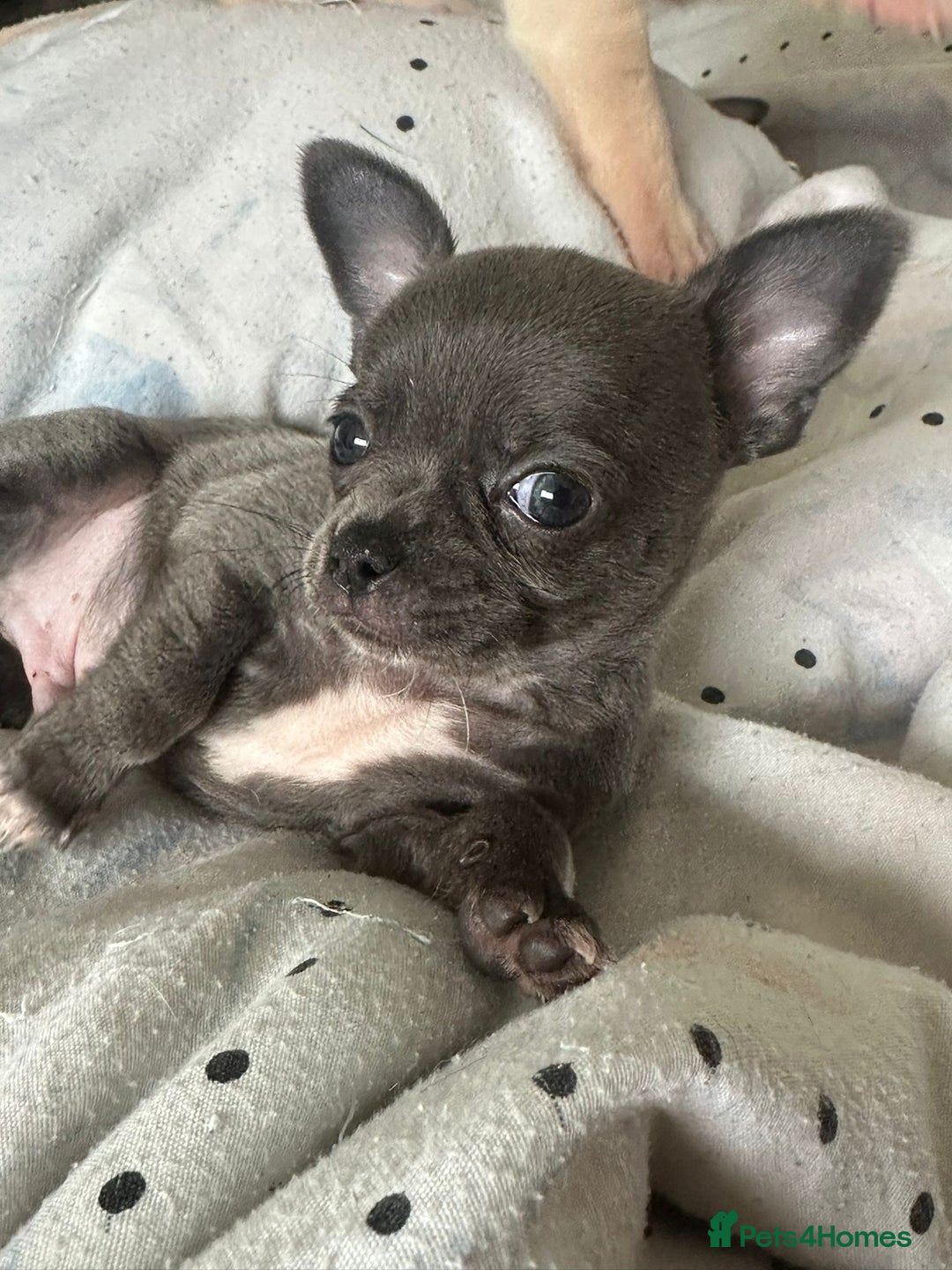 Chihuahua dogs for sale: Beautiful Chihuahua puppies - Image 6