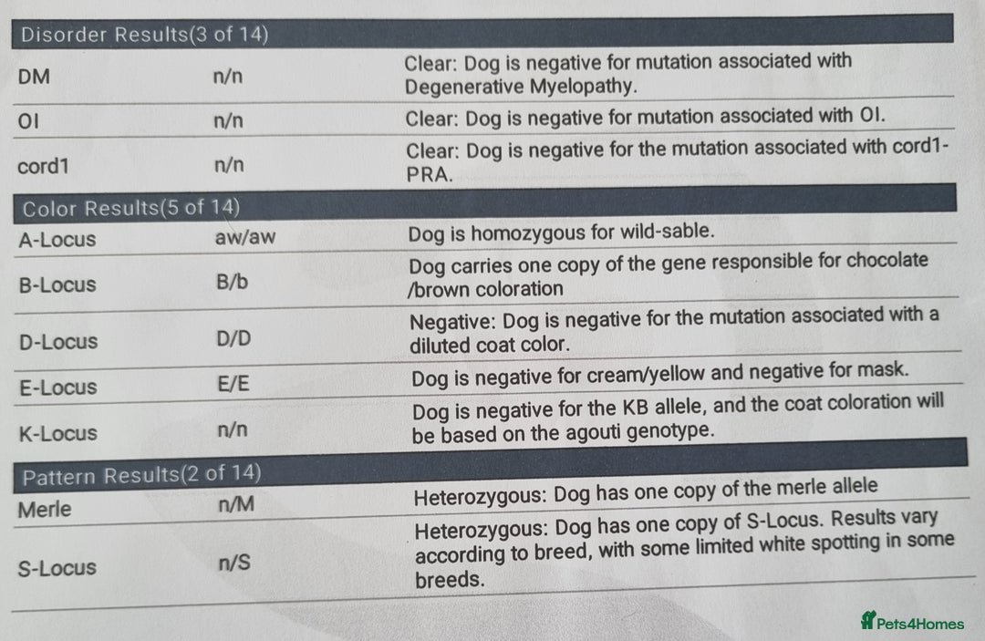 Miniature Dachshund dogs for stud: Wire Haired Dapple Dachshund Stud in Wolverhampton - Advert 4