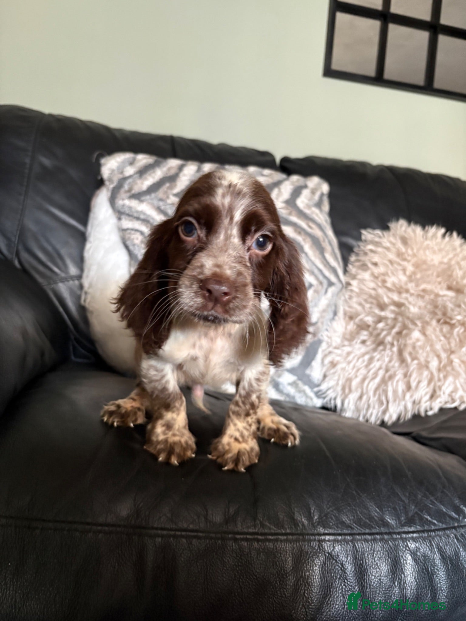 Cocker Spaniel dogs Beautiful cocker-spaniel puppies - Advert 5