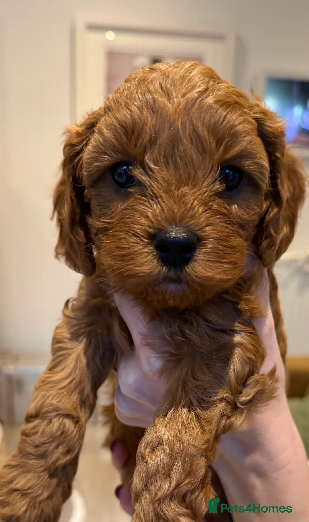Cavapoo dogs for sale: Cavapoo boy ready to go to forever home - Advert 3