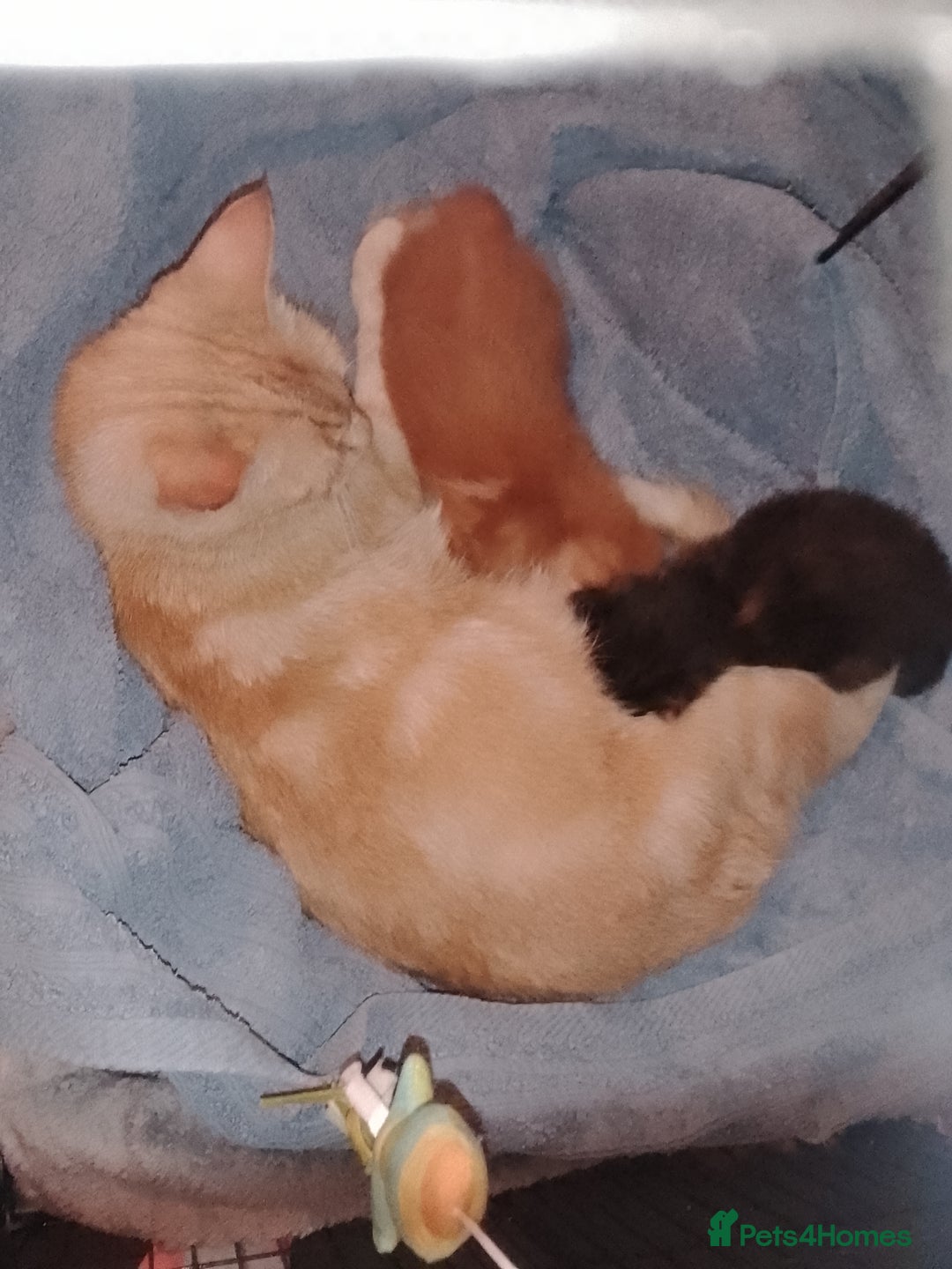 British Shorthair cats for sale: Kittens need lovely home  - Image 8