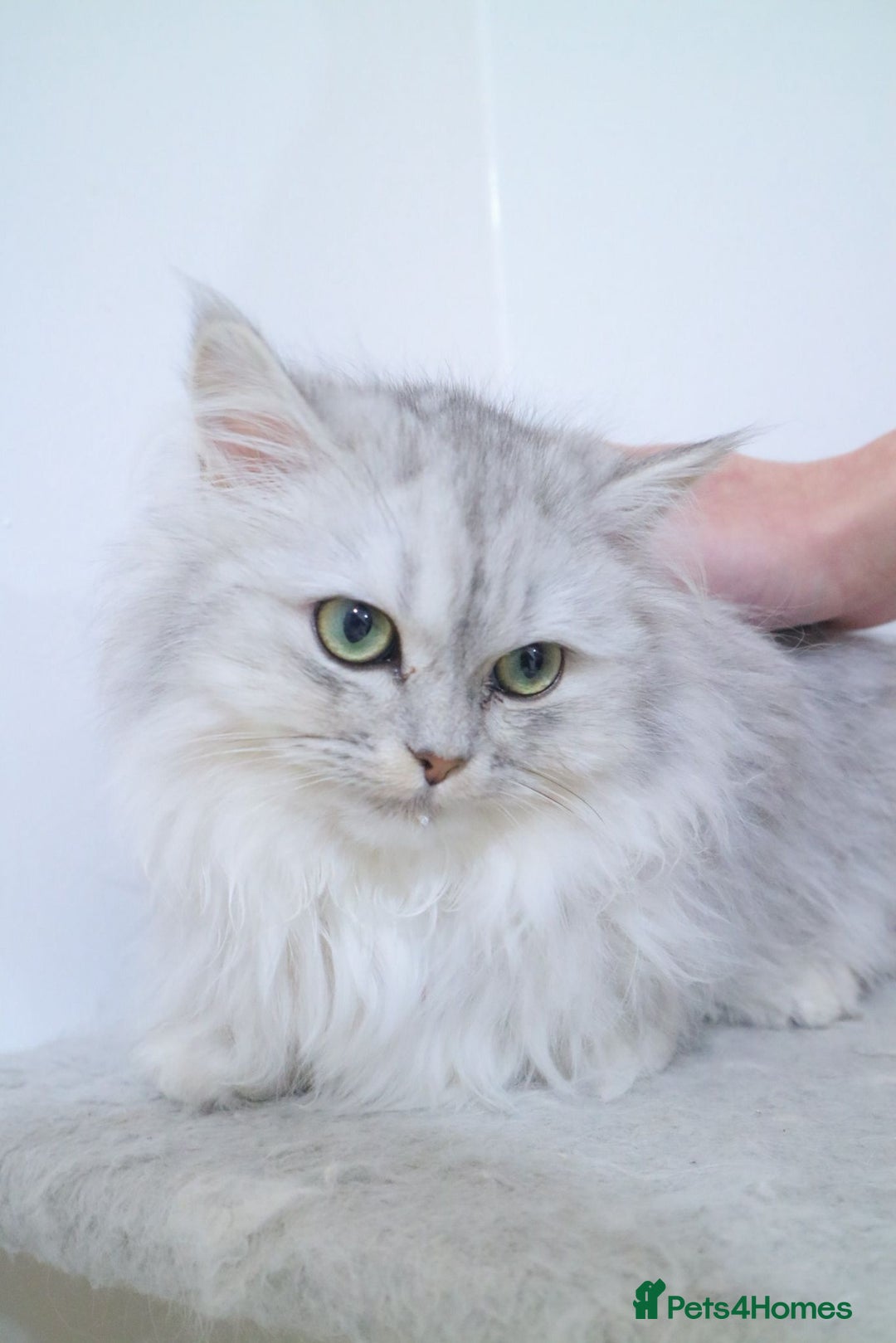 Persian cats for sale: Persian kitten 2 boys and 1 girl left - Advert 14