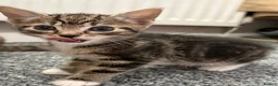 Mixed Breed cats for sale: Kittens for sale  - Advert 9
